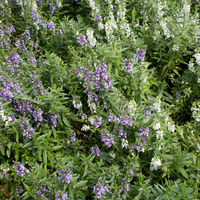 Angelonia 