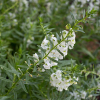 Angelonia angustifolia
