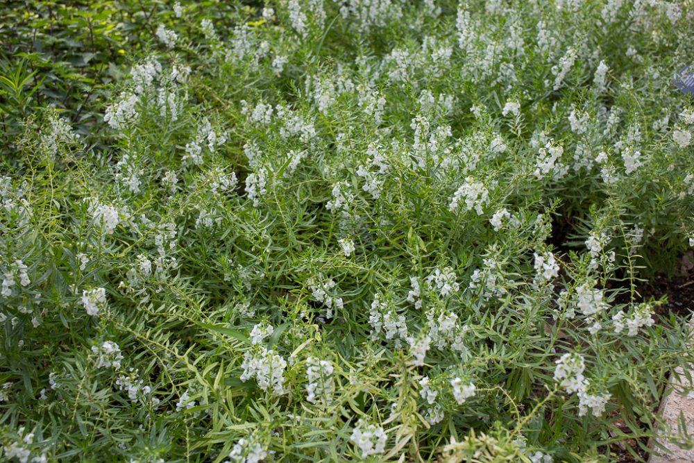 Angelonia Angustifolia Iplantz