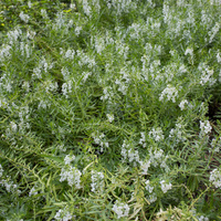 Angelonia angustifolia