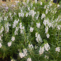 Angelonia angustifolia