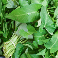 Ipomoea aquatica