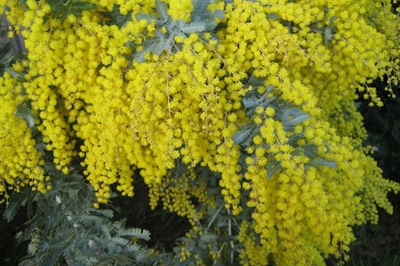 Acacia baileyana