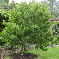 Annona cherimola