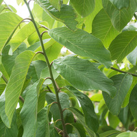 Annona cherimola