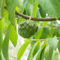 Cherimoya