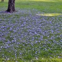 Jacaranda mimosifolia