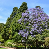 Jacaranda mimosifolia