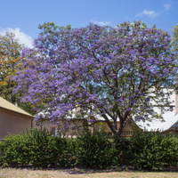 Jacaranda mimosifolia