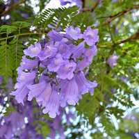 Jacaranda mimosifolia