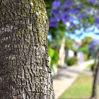 Jacaranda mimosifolia