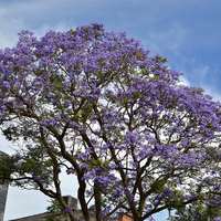 Jacaranda mimosifolia