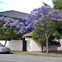 Jacaranda mimosifolia