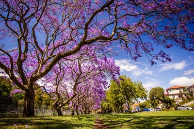 Jacaranda mimosifolia