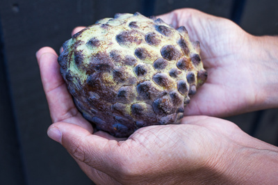 Annona x atemoya