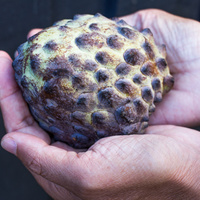 Atemoya