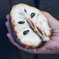 Annona x atemoya