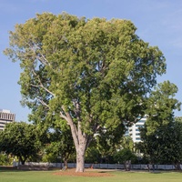 Khaya senegalensis