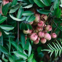 Litchi chinensis
