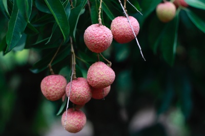 Litchi chinensis