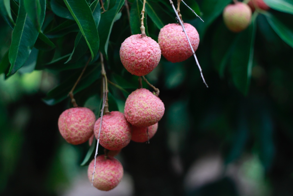 Buy Litchi Fruit Tree Seeds Plant Litchi Chinensis For Lychee Li Zhi 