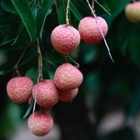 Lychee