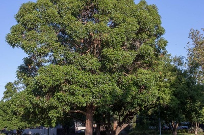 Lophostemon confertus