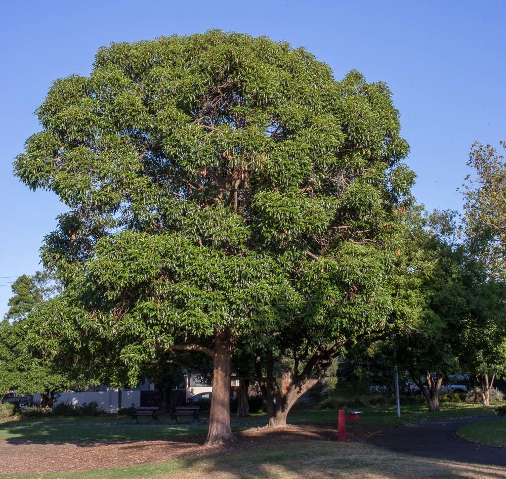 brisbane box tree root system - Tory Dodd