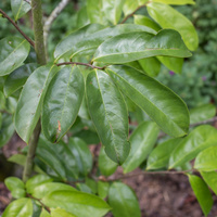 Annona muricata