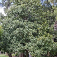 Macadamia integrifolia