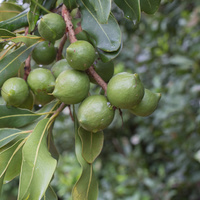 Macadamia integrifolia