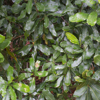 Macadamia integrifolia